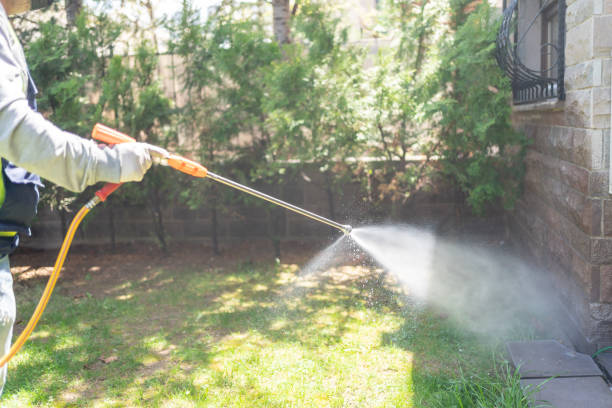 Best Wasp Removal Services  in Patterson, LA